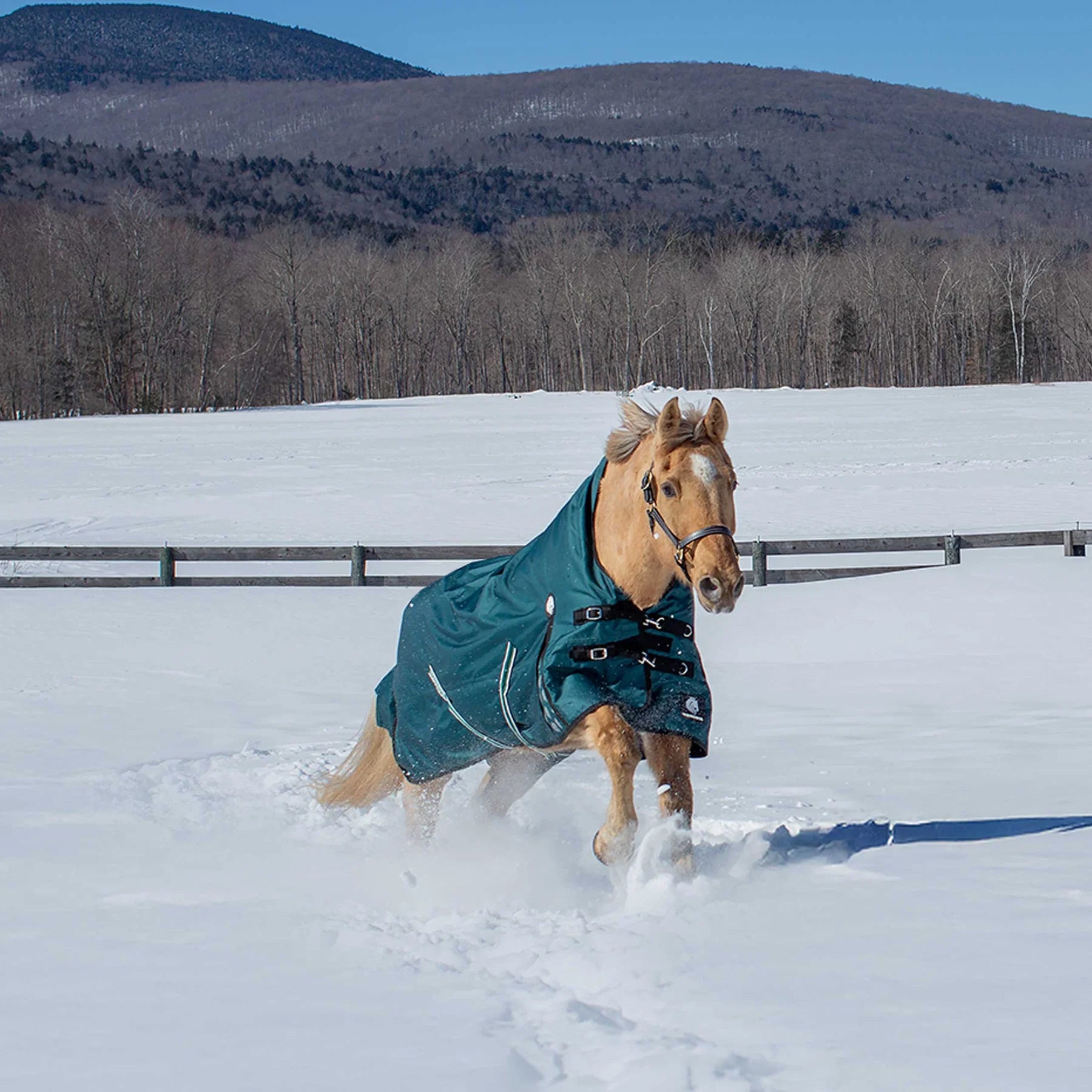 Angled side view of a horse wearing Deep Green Equinavia Arktis Extended Neck 0g Turnout on snowy ground