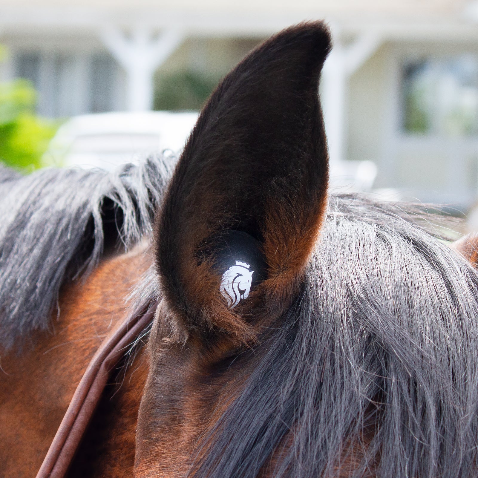 Close-up view of an Equinavia BudZ inside a bay horse's ear